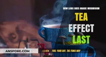 Magic Mushroom Tea Effects: Duration and What to Expect