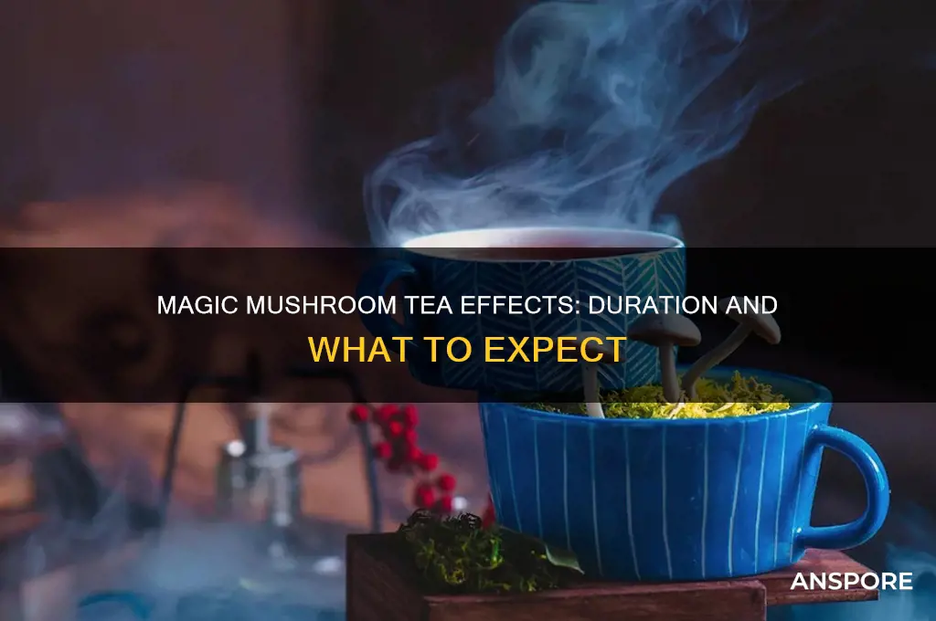 how long does magic mushroom tea effect last