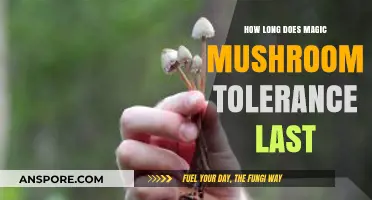 Understanding Magic Mushroom Tolerance Duration: How Long Does It Last?