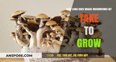 Growing Magic Mushrooms: Timeline for Your DIY Kit Success