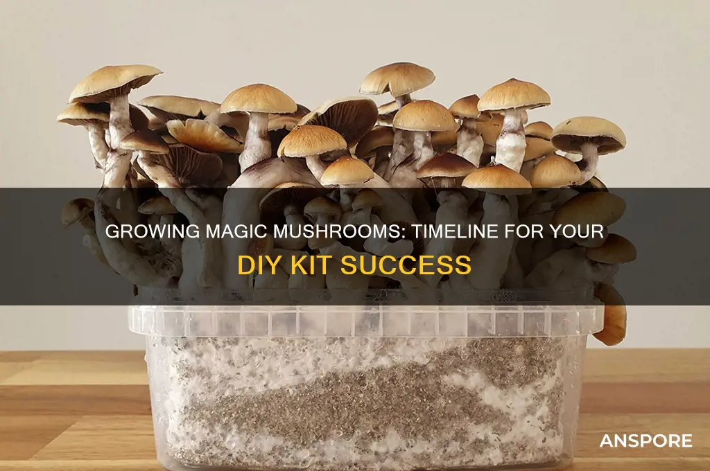 how long does magic mushrooms kit take to grow