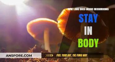 Magic Mushrooms Detection: How Long Do They Stay in Your System?