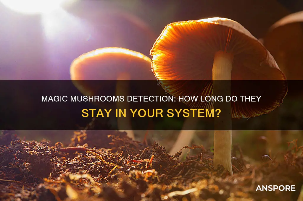 how long does magic mushrooms stay in body