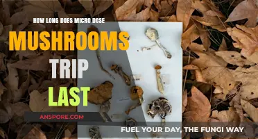 Microdosing Mushrooms: Duration of Effects and Trip Length Explained