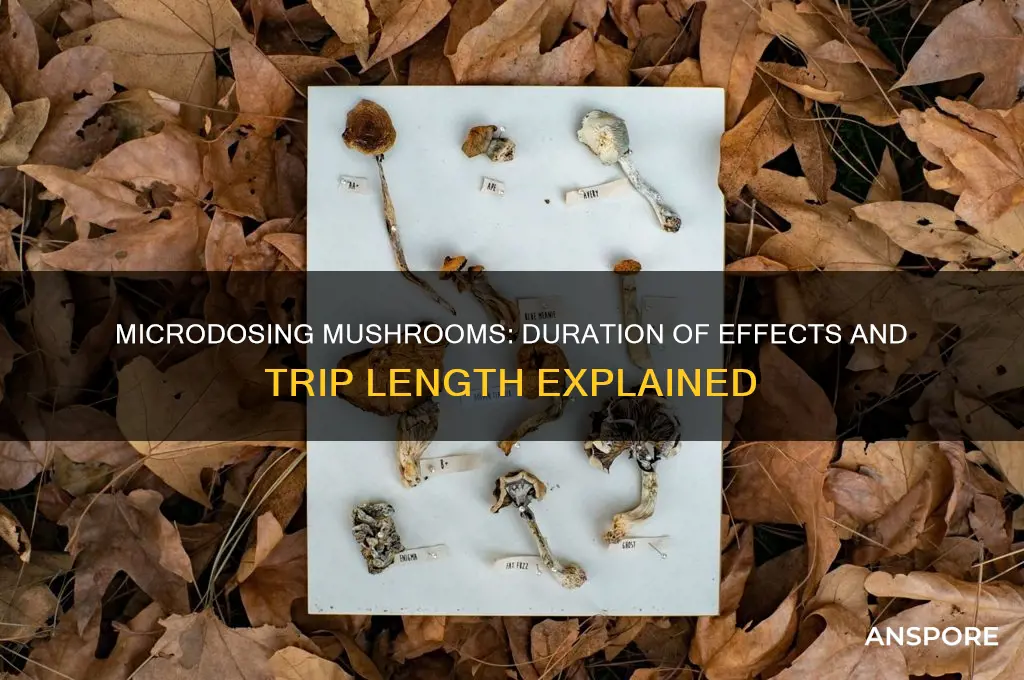 how long does micro dose mushrooms trip last