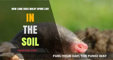 Milky Spore's Soil Lifespan: How Long Does It Last?