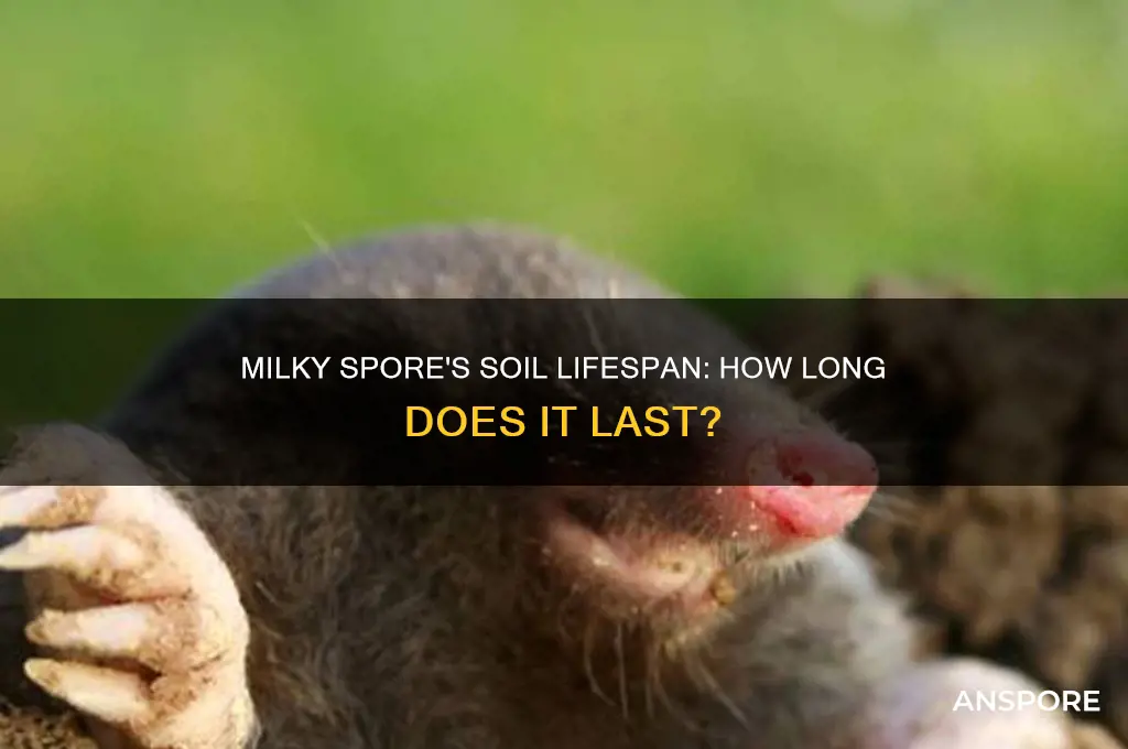 how long does milky spore live in the soil