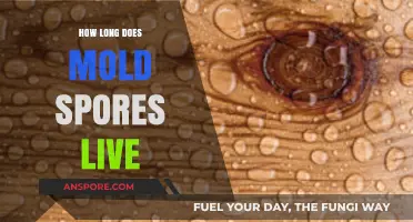 Understanding Mold Spores Lifespan: How Long Do They Survive?