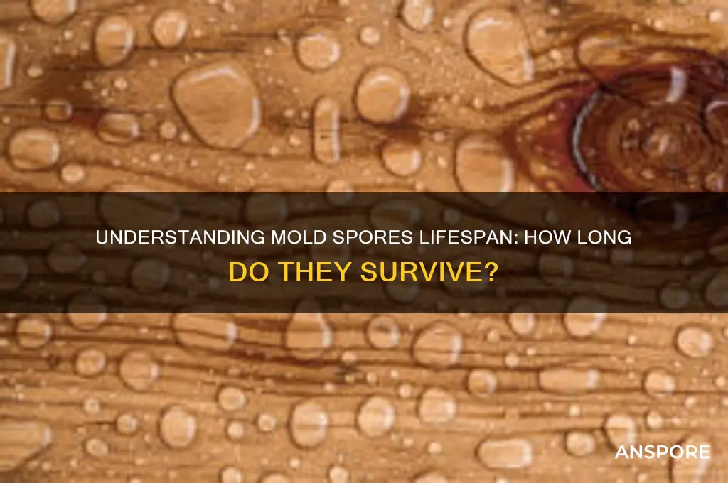 how long does mold spores live
