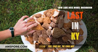 Morel Mushroom Shelf Life in Kentucky: Freshness and Storage Tips