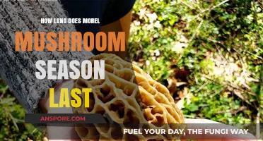 Morel Mushroom Season Duration: When and How Long to Hunt