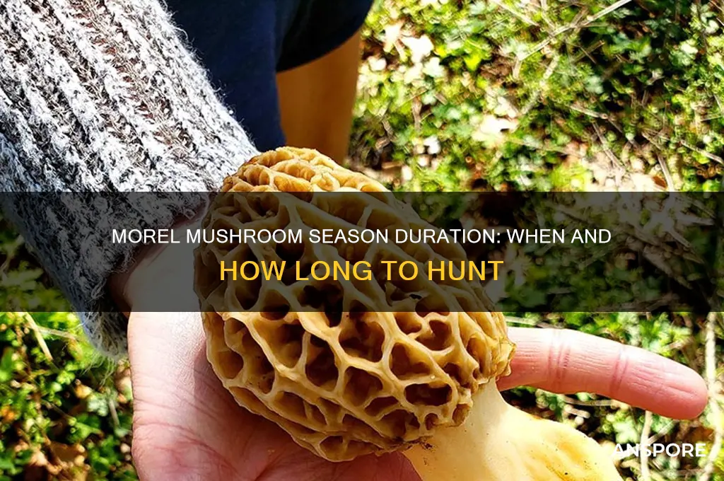 how long does morel mushroom season last