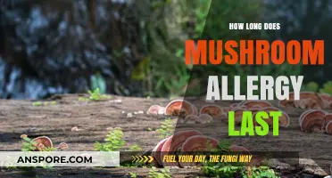 Understanding Mushroom Allergy Duration: Symptoms, Relief, and Recovery Time