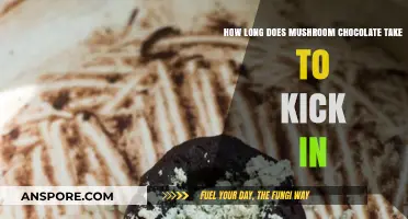 Mushroom Chocolate Effects: Timing and Factors Influencing Onset