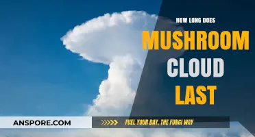 Understanding the Duration of a Mushroom Cloud's Visibility in the Sky