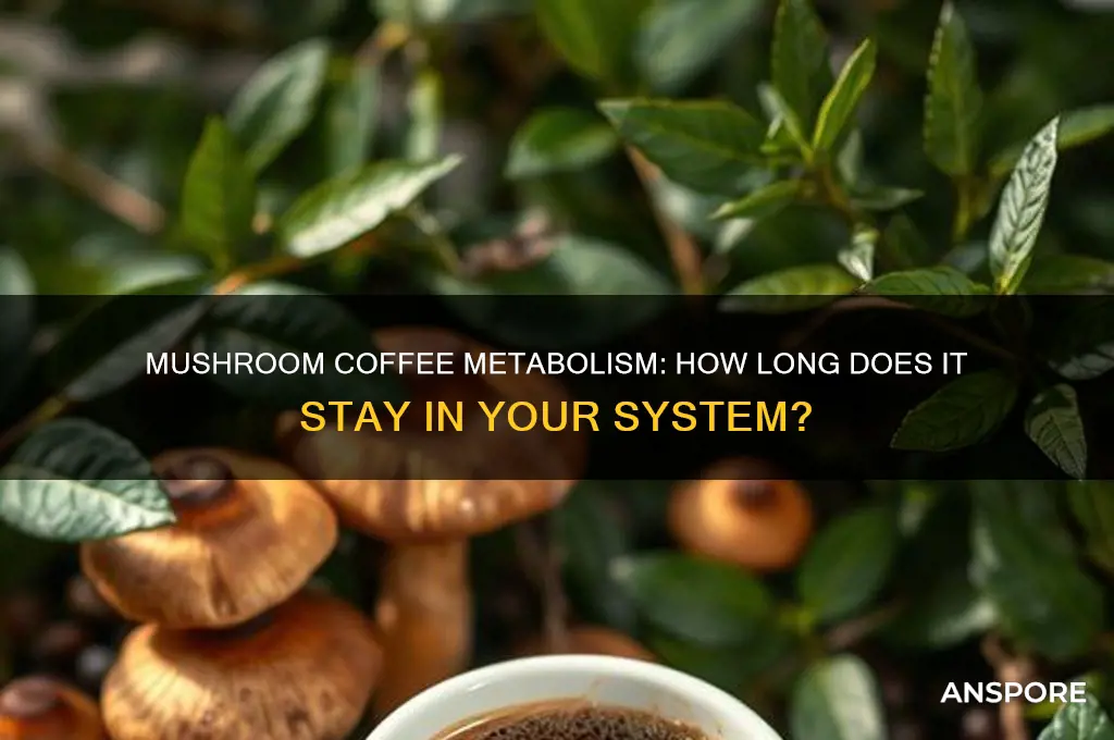 how long does mushroom coffee stay in your system