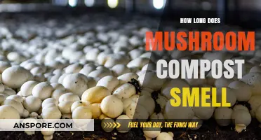 How Long Does Mushroom Compost Smell Last and How to Manage It