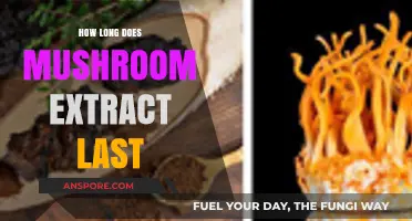 Shelf Life of Mushroom Extract: How Long Does It Last?