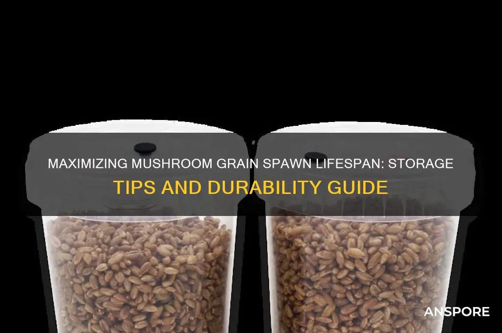 how long does mushroom grain spawn last