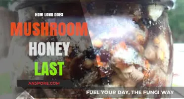 Shelf Life of Mushroom Honey: Storage Tips for Longevity
