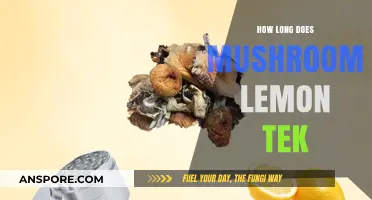 Mushroom Lemon Tek Duration: How Long Does It Last?