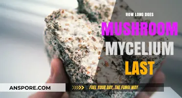 Shelf Life of Mushroom Mycelium: Duration, Storage, and Longevity Explained