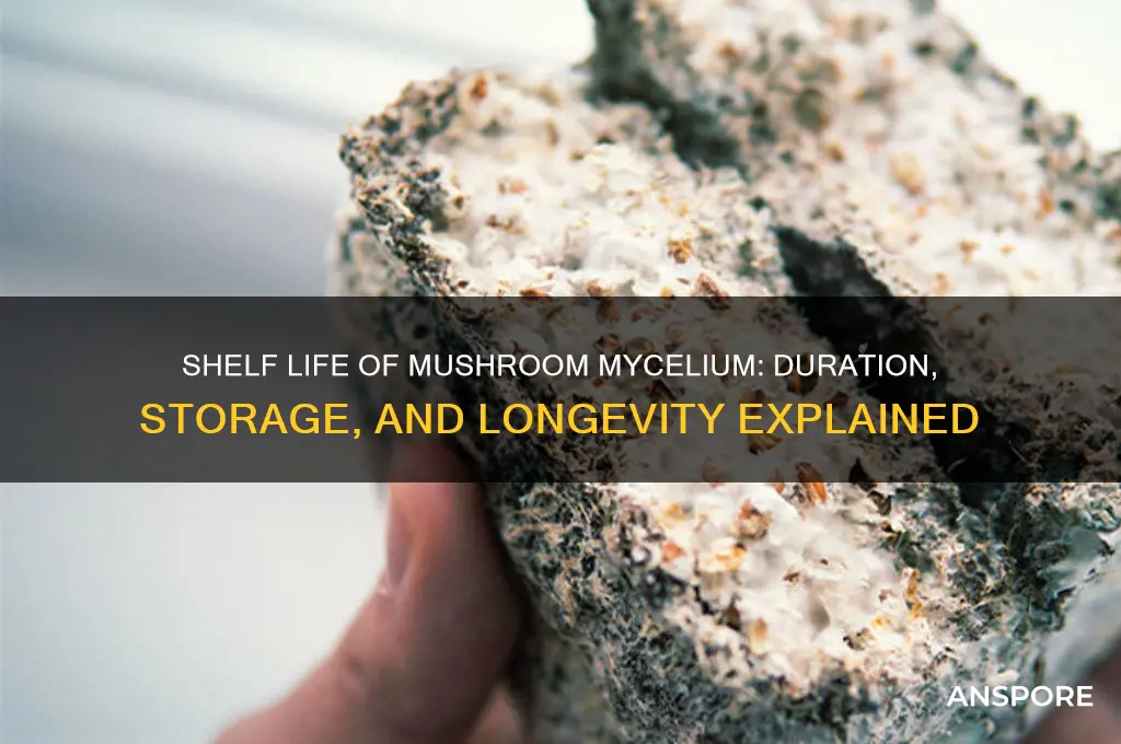how long does mushroom mycelium last