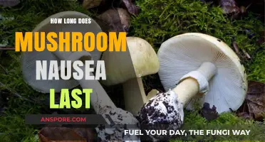 Understanding Mushroom Nausea Duration: How Long Does It Typically Last?