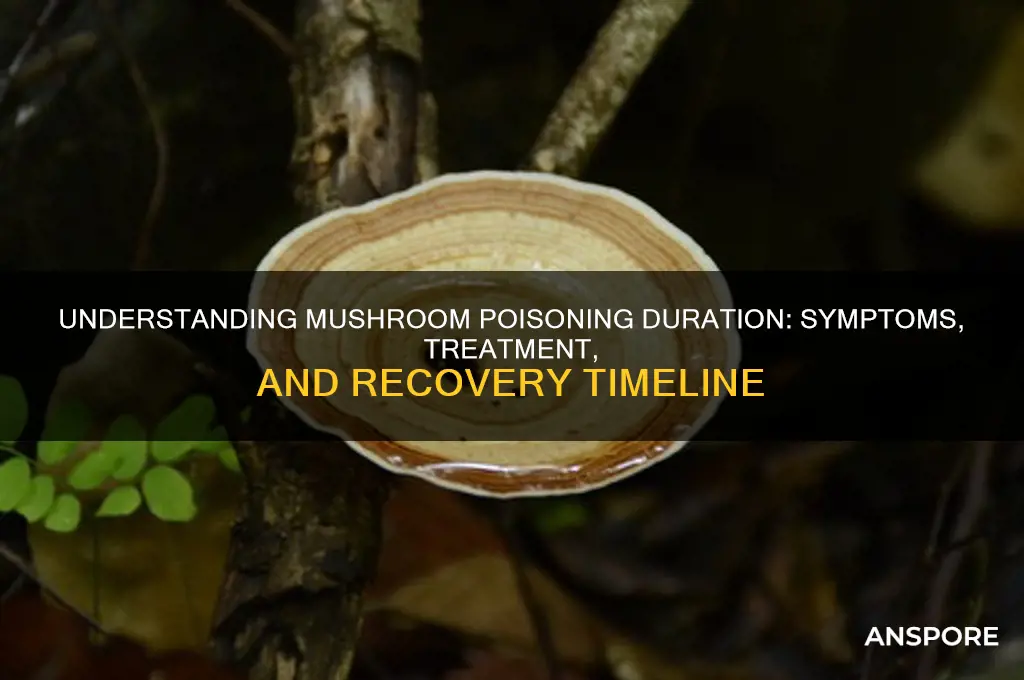 how long does mushroom poisoning last