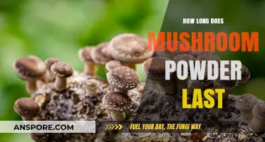 Shelf Life of Mushroom Powder: Storage Tips for Maximum Freshness