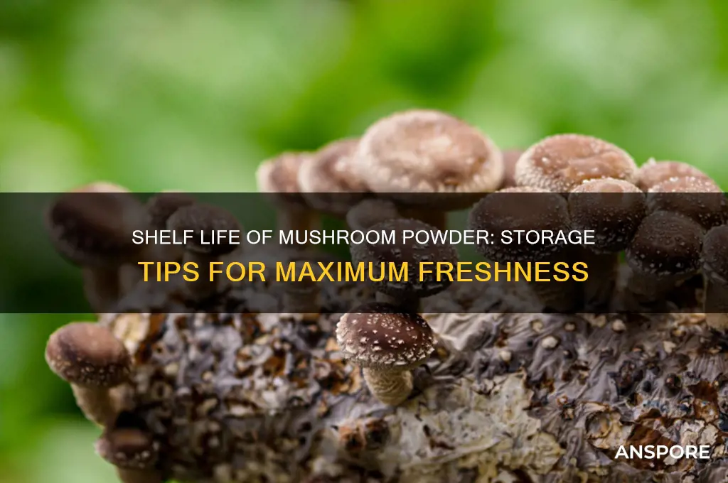 how long does mushroom powder last