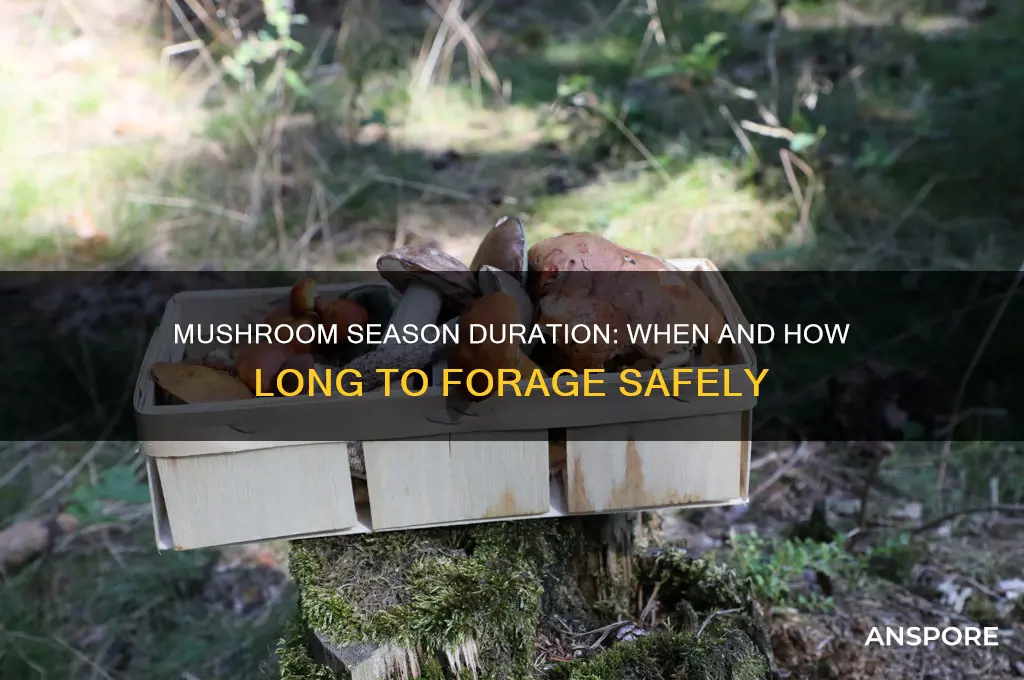how long does mushroom season last