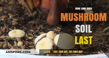 Maximizing Mushroom Soil Lifespan: Tips for Long-Lasting Substrate Use