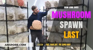 Mushroom Spawn Shelf Life: How Long Does It Remain Viable?
