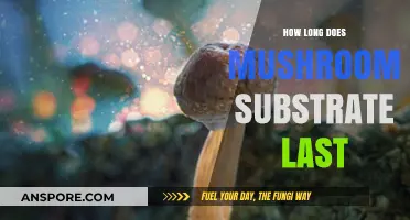 Maximizing Mushroom Substrate Lifespan: Tips for Longevity and Reusability