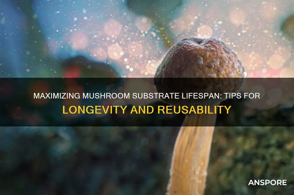 how long does mushroom substrate last