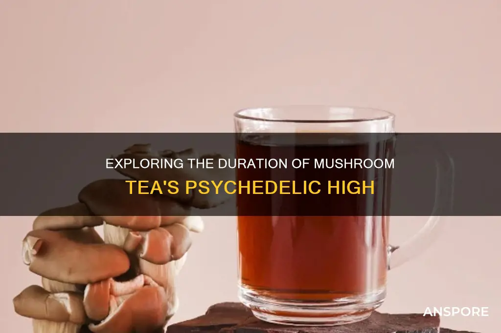 how long does mushroom tea high last