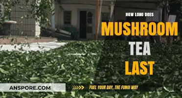 Shelf Life of Mushroom Tea: Storage Tips and Freshness Duration