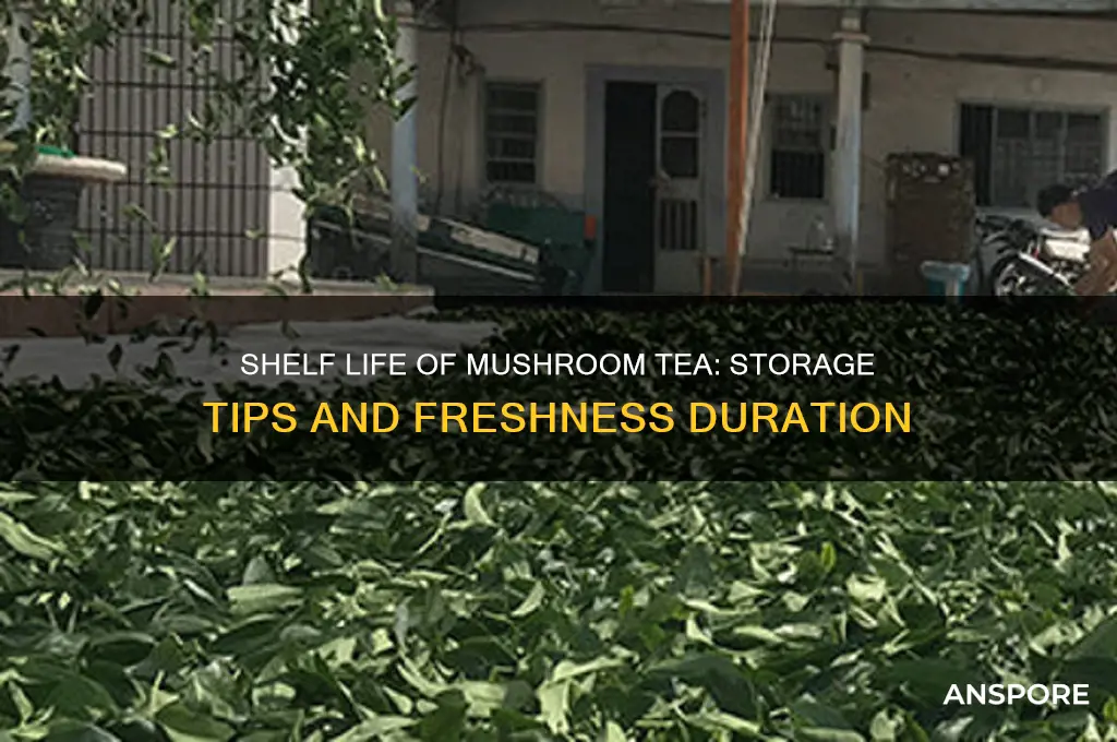 how long does mushroom tea last