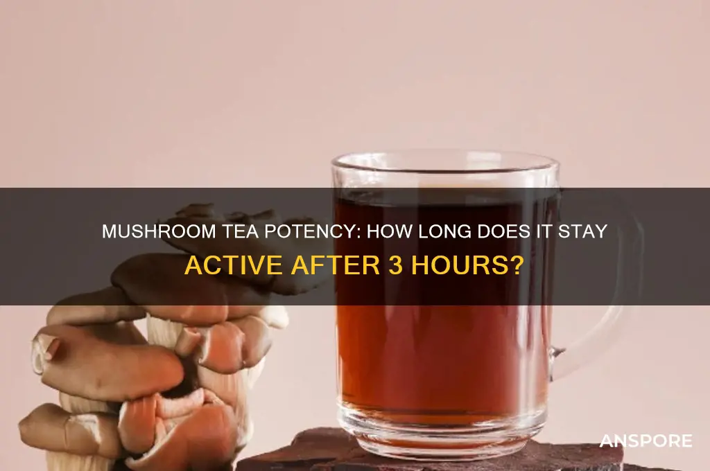 how long does mushroom tea stay active 3 hours