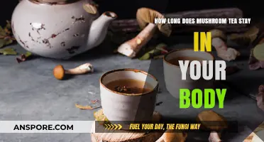 Mushroom Tea Duration: How Long Does It Stay in Your System?