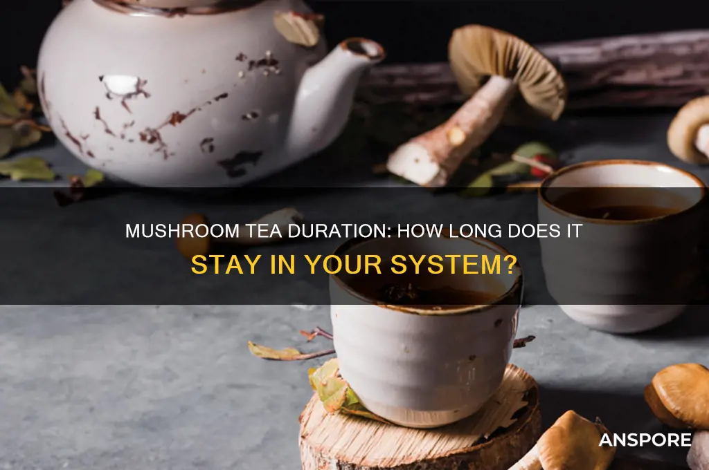 how long does mushroom tea stay in your body