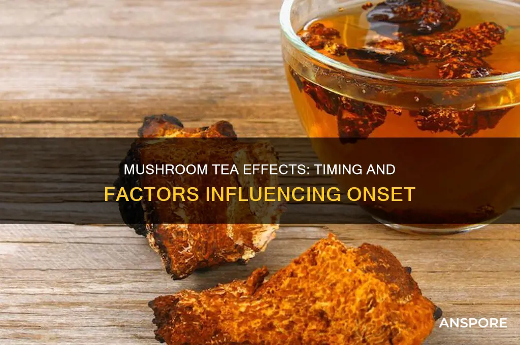 how long does mushroom tea take to hit
