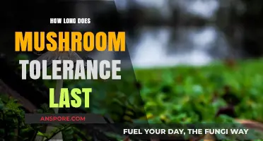 Understanding Mushroom Tolerance Duration: How Long Does It Last?