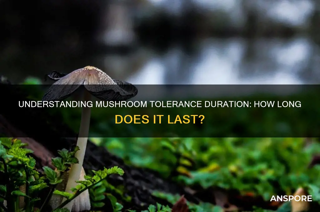 how long does mushroom tolerance last