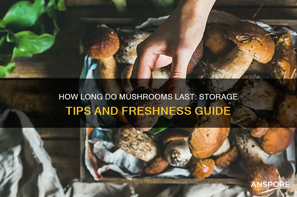 how long does mushroom
