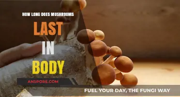 How Long Do Mushrooms Stay in Your System? A Guide