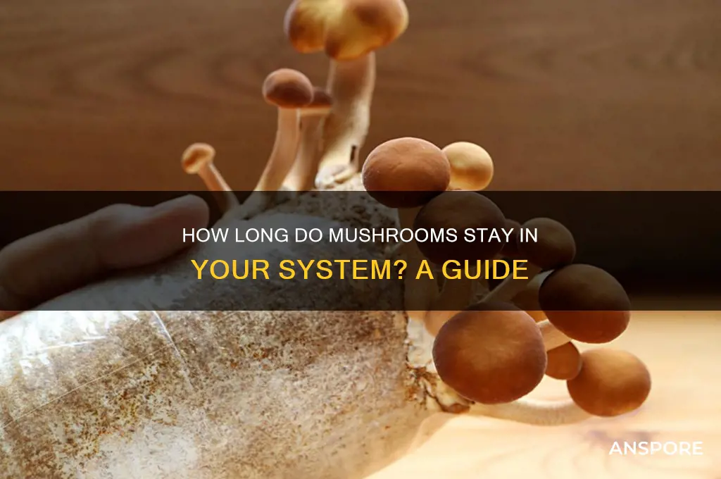 how long does mushrooms last in body
