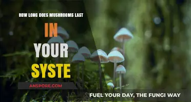 How Long Do Mushrooms Stay in Your System?
