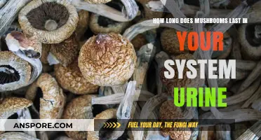 Mushrooms in Your System: Urine Detection Timeline Explained